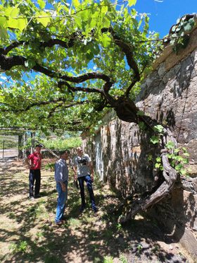 04_Vine_Trail_Bodegas_Albamar_3_4