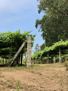 06_Vine_Trail_Bodegas_Albamar_3_4