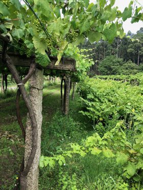 07_Vine_Trail_Bodegas_Albamar_3_4